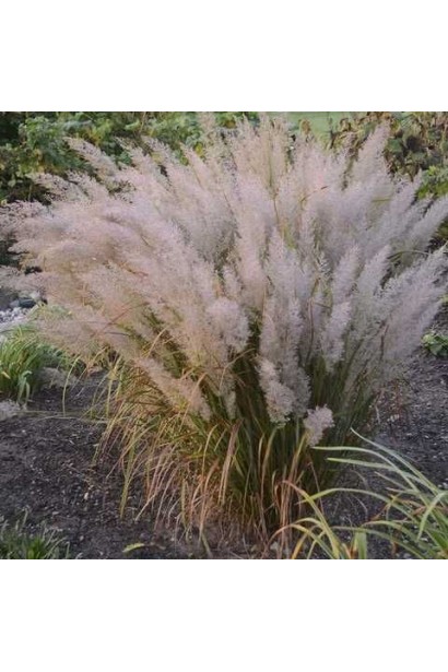 Компактна дернина війника сизого з блакитним листям